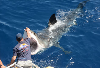 Антология тверского дайвинга